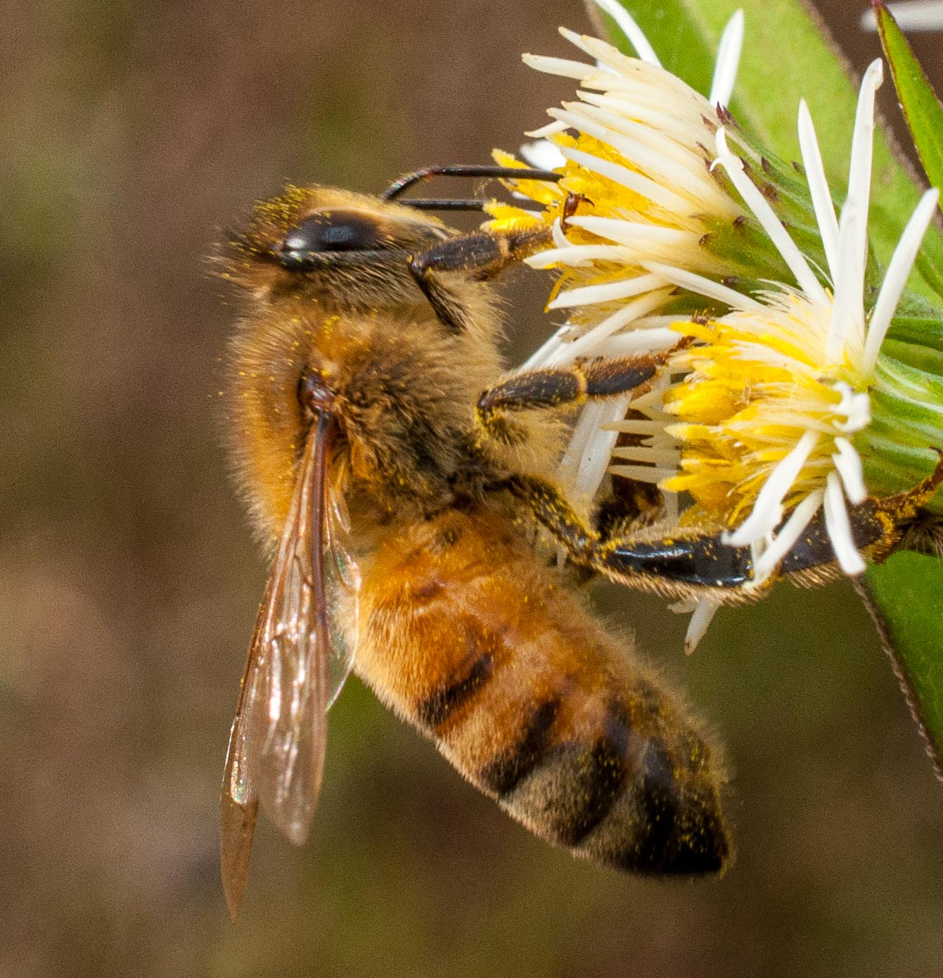 abeilles 1