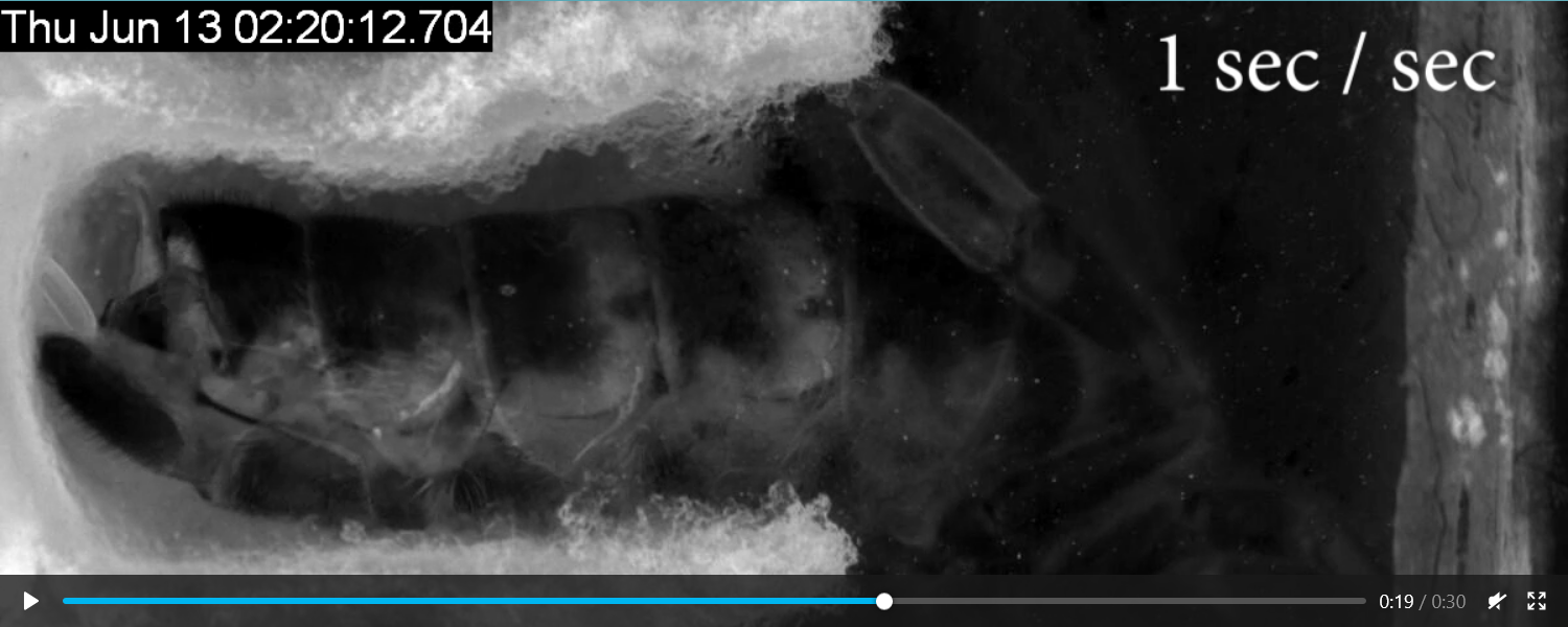Screenshot 2021 04 29 Videos ponte reine