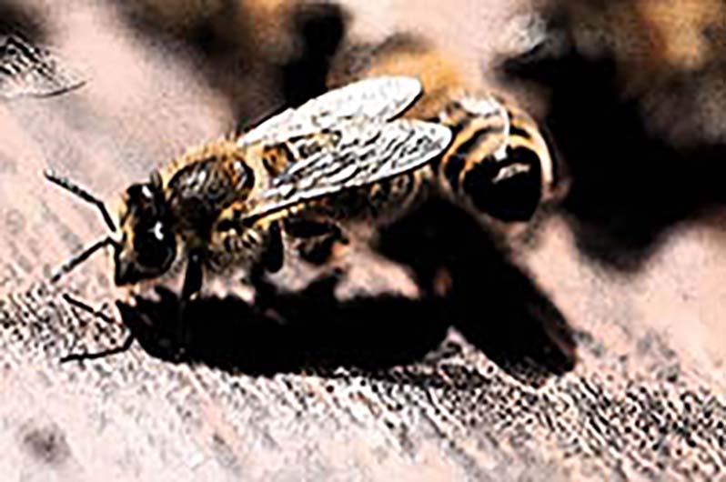 abeille plancheenvol