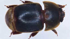 aethinia tumida
