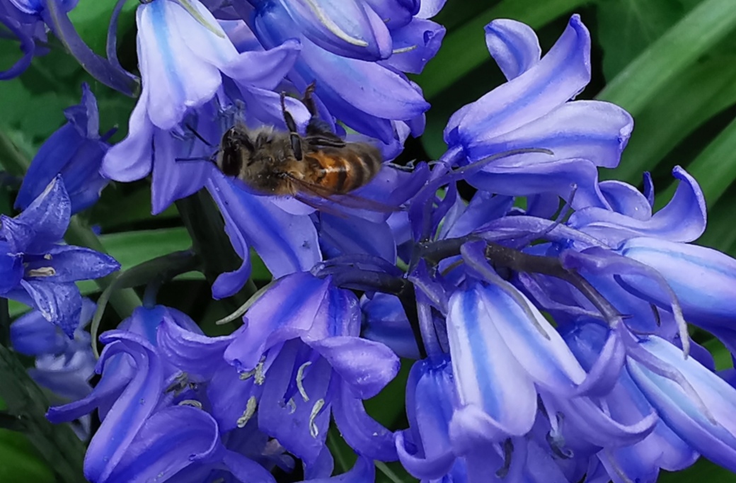 jacinthe