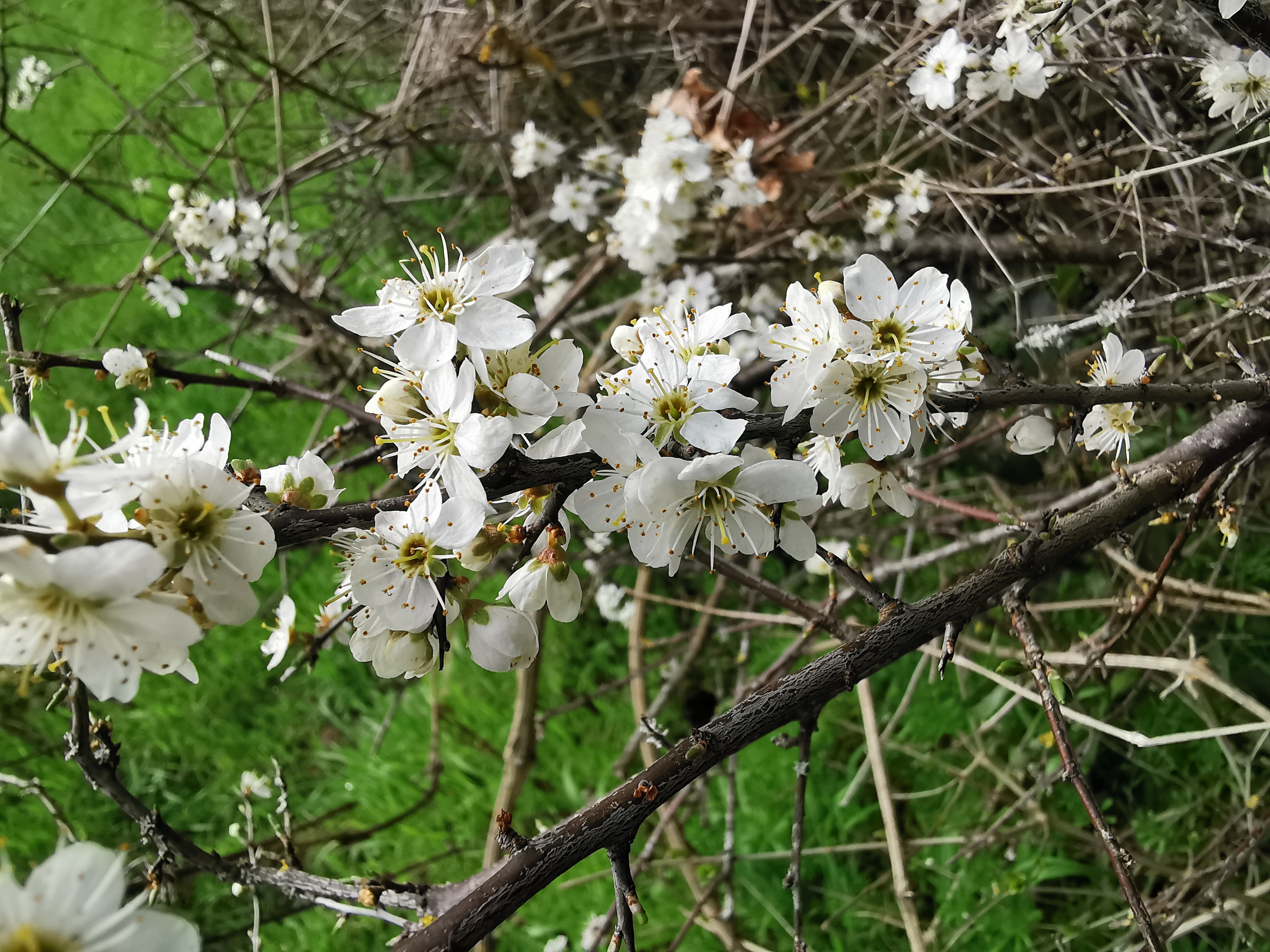 prunellier